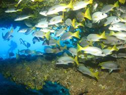 Cape Verdes Diving Centre - Sal Island.